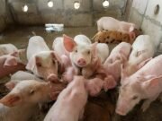 Keluhan dan Beban Berat Peternak Babi di Bali, Serukan Peran Pemerintah Lebih Aktif