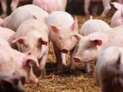 Industri Babi Lokal di Tengah Persaingan, Kerjasama Adalah Kunci