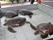 Kembali Gagalkan Penyelundupan 5 Penyu Hijau, Kapolres Jembrana : Identitas Pelaku Sudah Kita Kantongi