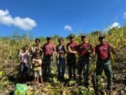 Bersama Rakyat, Satgas Yonif 741/GN Panen Jagung di Desa Tulakadi