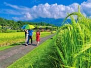 Festival Jatiluwih 2025 Siap Sambut Ribuan Pengunjung dari Seluruh Dunia