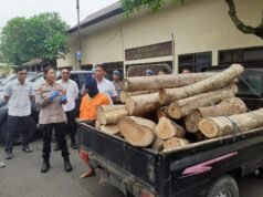 Residivis Ilegal Logging asal Malaya Kembali Ditangkap Kasus Yang Sama