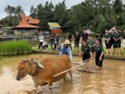 Petani Jatiluwih Melawan Ketidakadilan, Ekonom: Mereka “Si Marhaen” Penjaga Budaya Bali