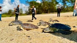 Penyu Hijau Hasil Penyelamatan Dilepasliarkan di KEK Kura Kura Bali